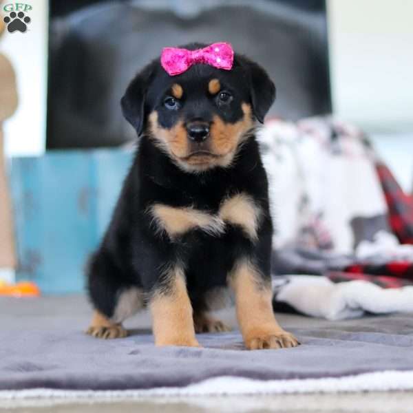 Avery, Rottweiler Puppy